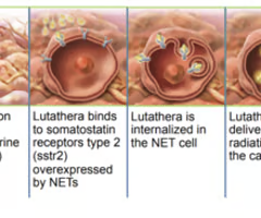 <p><span><span>through binding of Somostatin receptor</span></span></p>