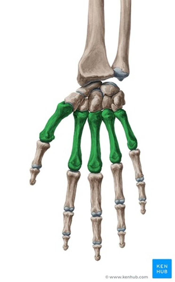 <p>ossa metacarpi</p>