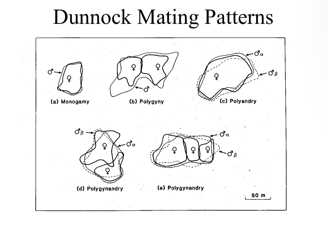 <p>Complex mating systems</p><p>Monogamy for some, polyandry for some, polygyny for some, polygynandry for some</p><p>The larger the female territory the more males within it</p><p>Small territories with two females more likely to be polygynous</p><p>REMEMBER OPTIMAL TERRITORY SIZE MODEL</p><p>Benefit/resource gained vs cost of defense</p><p>Polyandry is good for females</p><p>Polygyny is good for males</p>