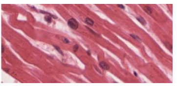 <p>TISSUE: ________</p>