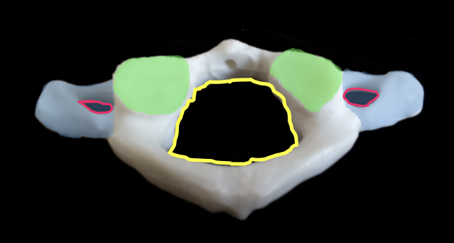 <p>green portion</p>