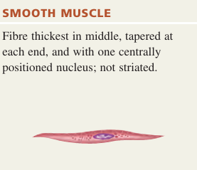<p>Non‑striated</p>
