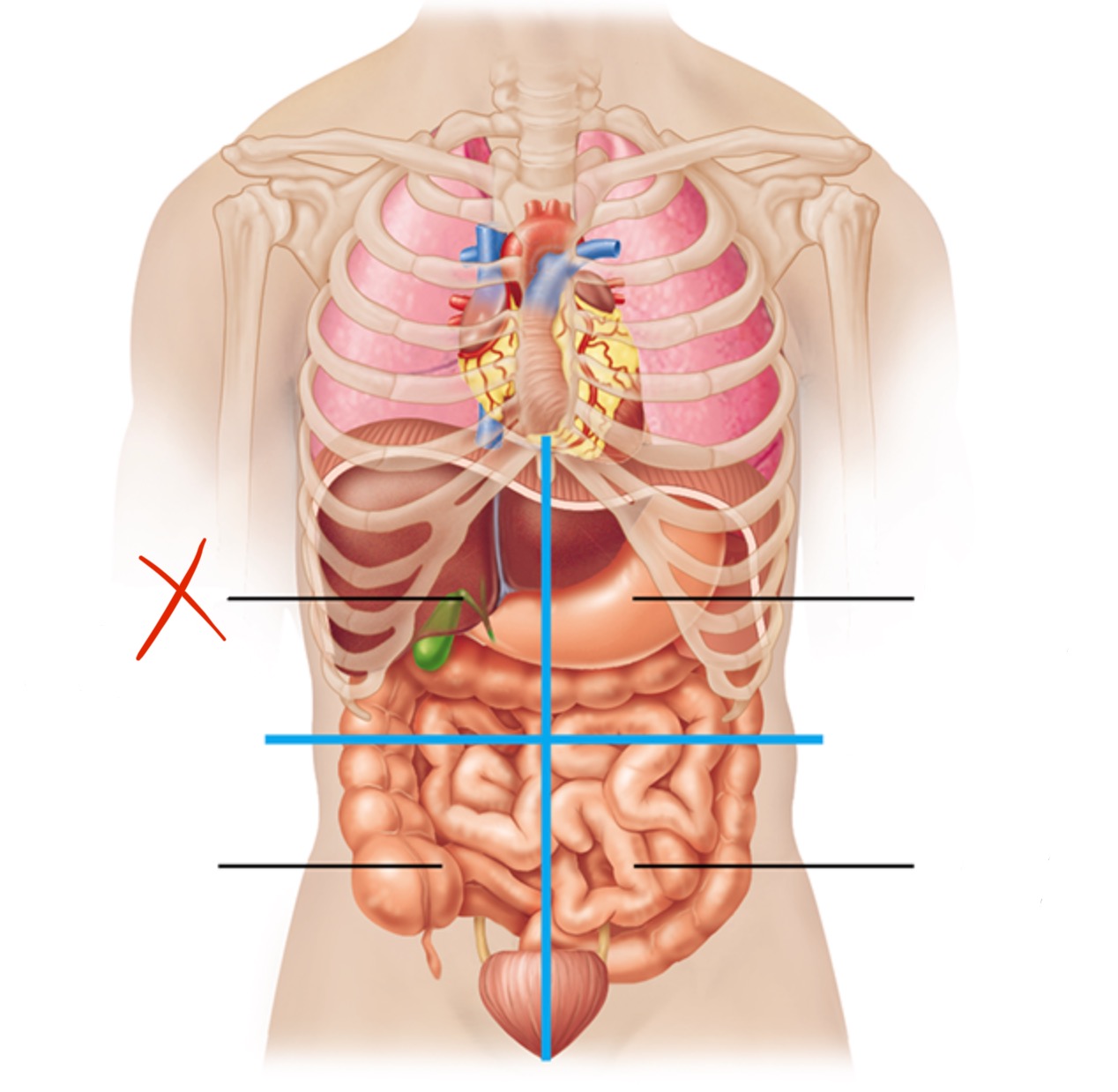 knowt flashcard image
