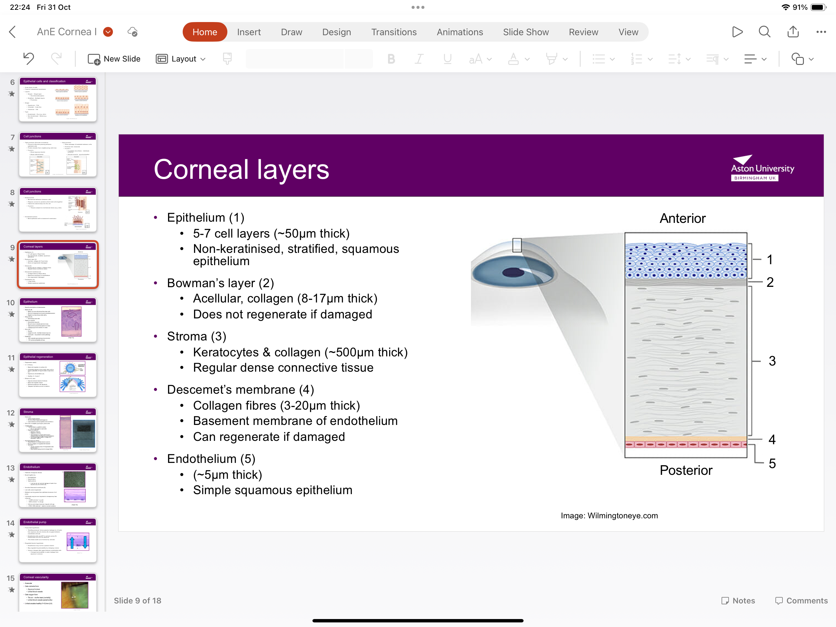 <p>Epithelium, bowman’s layer, stroma, descement’s membrane and endothelium</p>