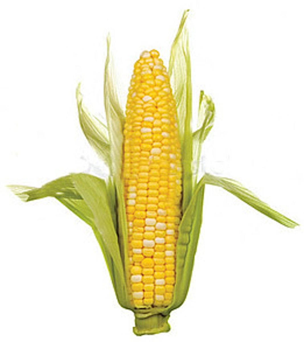 <p>corn</p>
