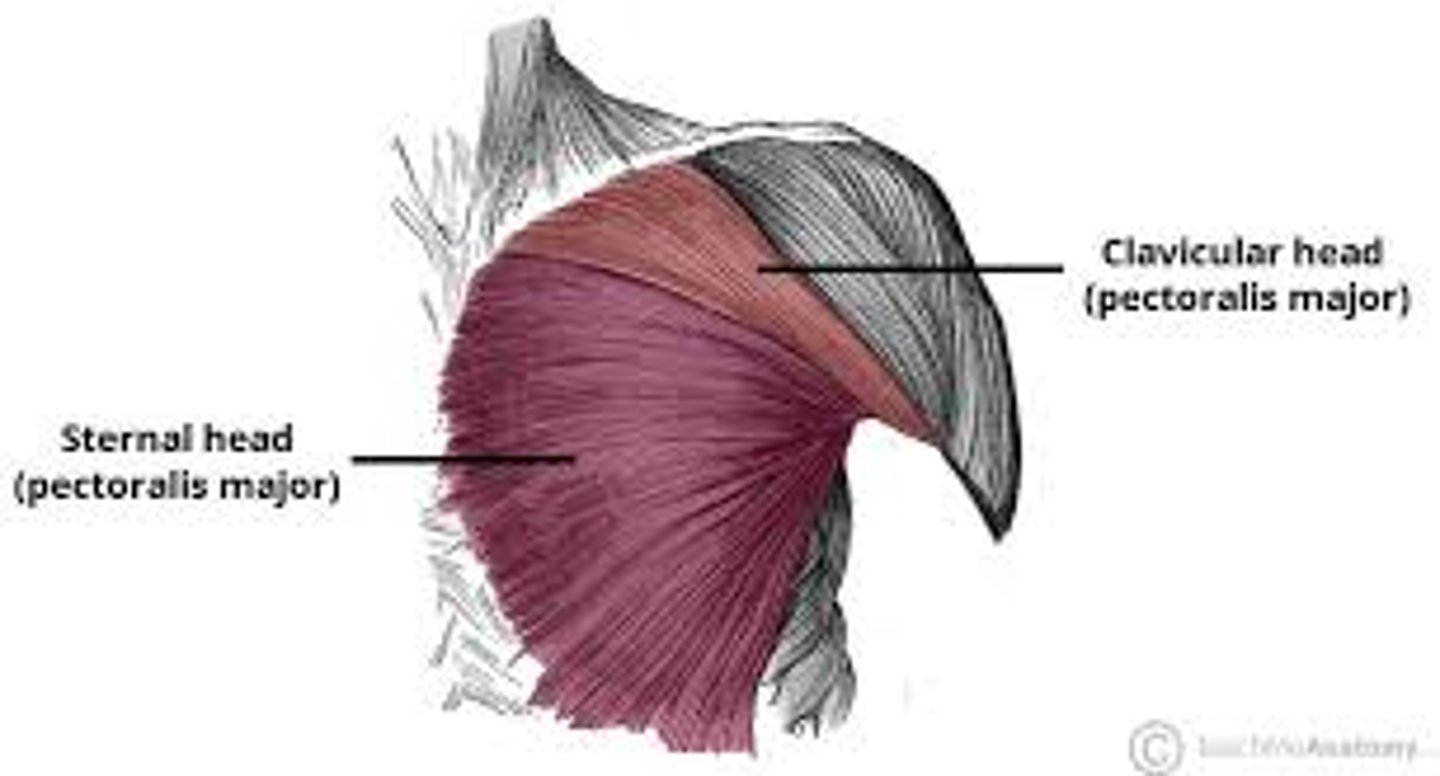 <p>1. sternum</p><p>2. cartilage of true ribs</p>