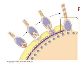 <ul><li><p>Fusion of plasma membranes occur. </p></li><li><p>Fusion results in the opening of sodium channels in the egg’s plasma membrane</p><ul><li><p>Na<sup>+</sup> enters</p></li></ul></li></ul><p></p>