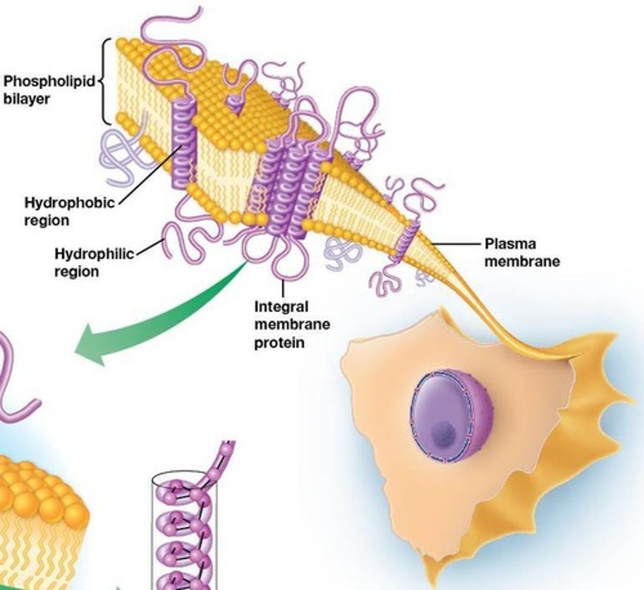 <p>Describes membrane structure with lipids and proteins.</p>