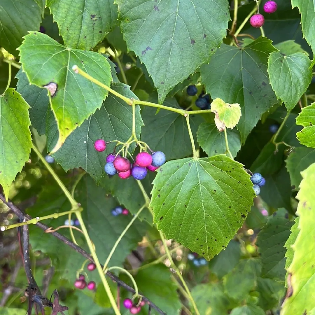 <p>Raccoon grape scientific name</p>