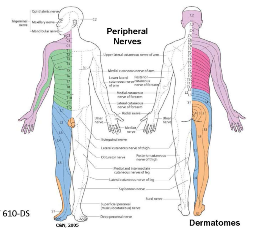 <p>where Sensory neurons within a single spinal nerve innervate a specific area of skin;</p><p></p><p>The dermatomal pattern DOES NOT CORRESPOND with the cutaneous distribution of named peripheral nerves</p>