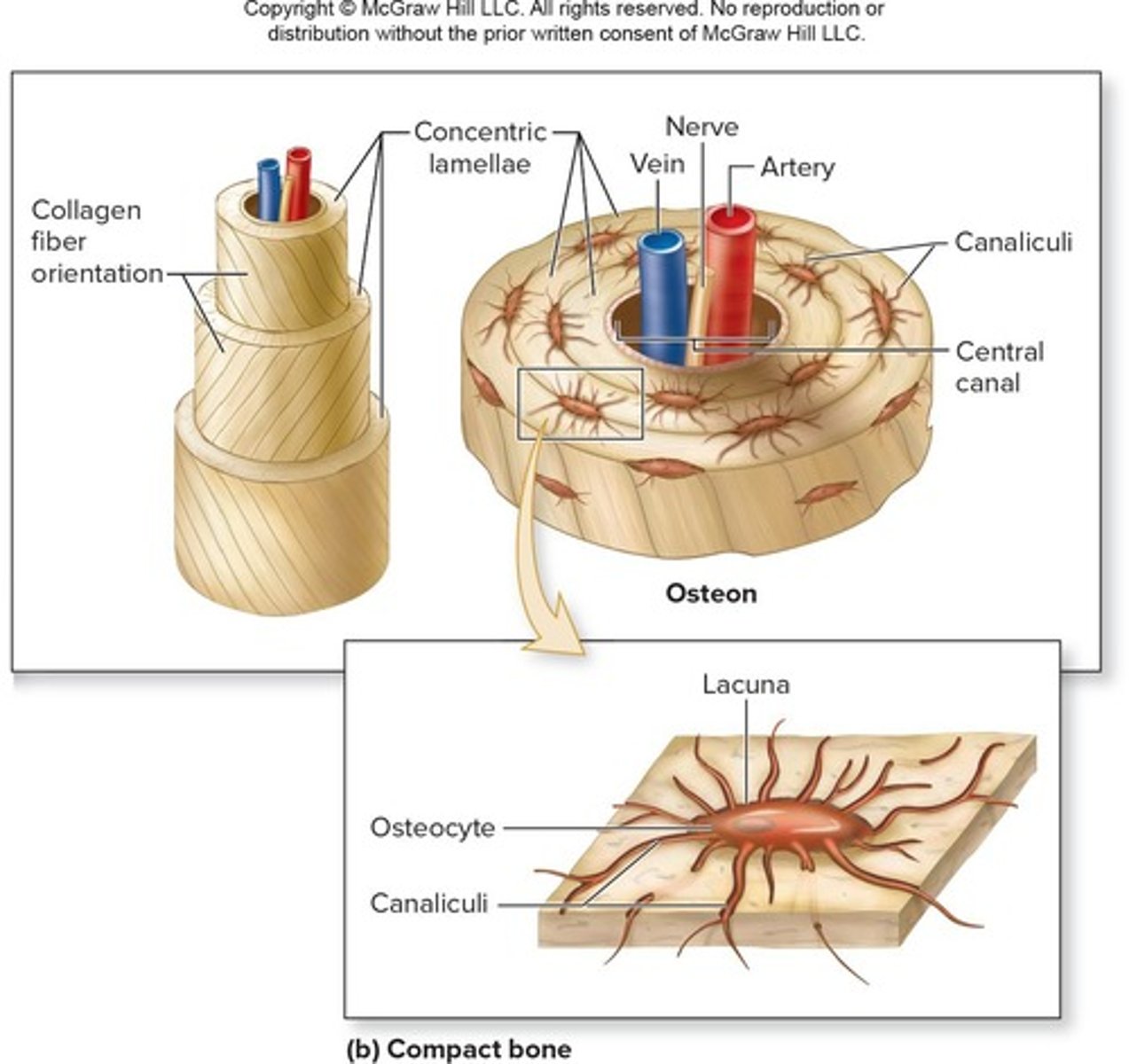 <p>The basic unit of compact bone, also known as a Haversian system, consisting of cylindrical structures that run parallel to the diaphysis.</p>