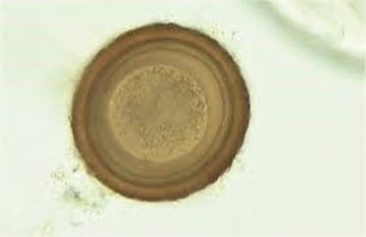 <p>equine roundworm; equine ascarid</p>