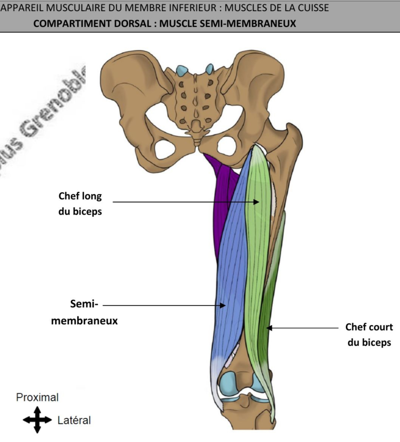 <ul><li><p>aplatie </p></li><li><p>Proximal = large membrane tendineuse / distal = ligne proximale &amp; médiale fosse poplitée </p></li><li><p>Espace non musculaire a l’arrière du genou </p></li><li><p>Verticale</p></li><li><p>Extenseur de hanche, fléchisseur de genou, rotateur médial de genou </p></li><li><p>Nerf tibial= branche du nerf ischiatique </p></li></ul><p></p>
