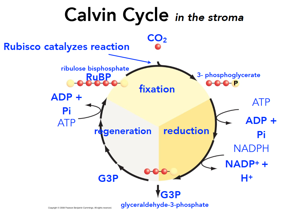 <p>3-phosphoglycerate is reduced using electrons supplied by NADPH and ATP (which are oxidized) and becomes G3P. After three turns of the cycle, one G3P leaves the Calvin Cycle to be made into carbohydrates (sugars) while the other five stay for regeneration.</p>