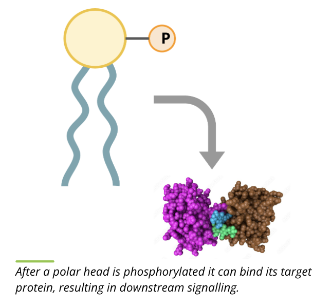 <ul><li><p>lipid kinases are the class of signalling proteins that phosphorylate phospholipids in the cytoplasmic leaflet of the membrane</p></li><li><p>in general, lipid kinases add a phosphate to the polar head  group</p></li><li><p>phosphorylation of the polar head group results in a conformational change in the phospholipid and allows it to bind to its target protein in the membrane to pass the signal down the pathway</p></li><li><p>some phospholipids can be phosphorylated more than once to become an active signalling molecule</p></li></ul><p></p>