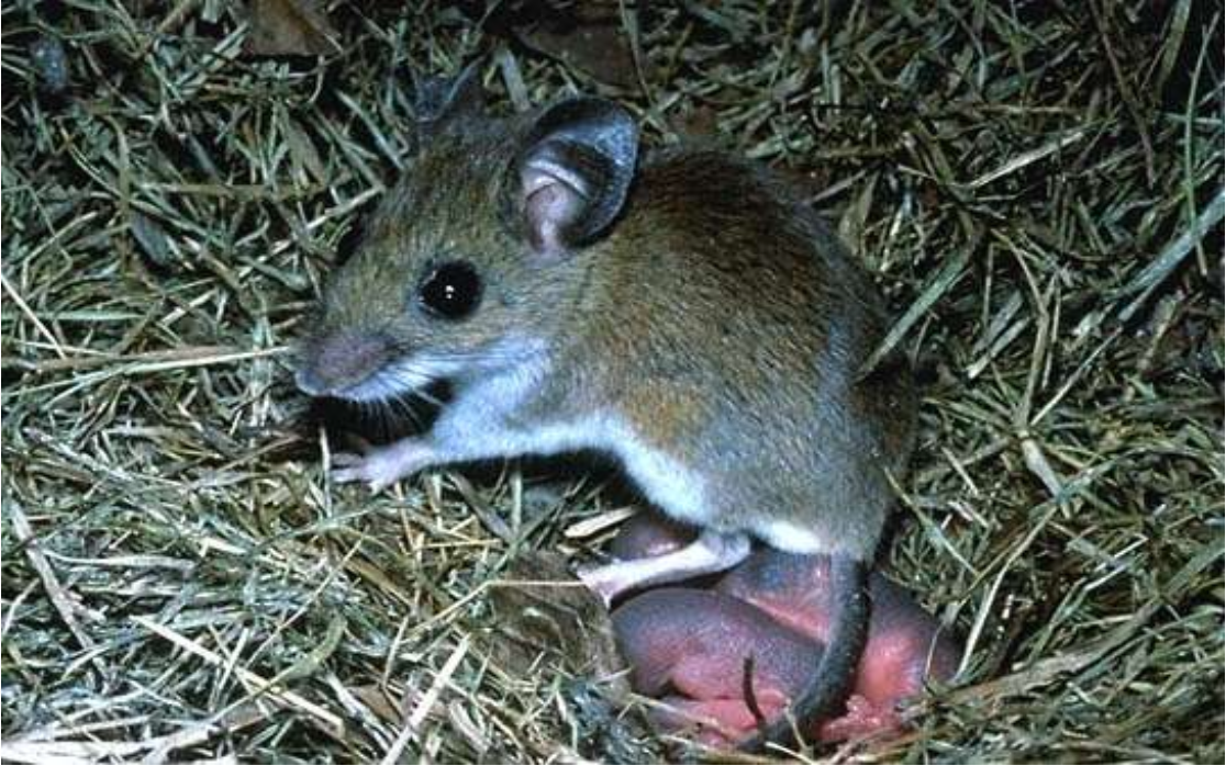 <p>deer mouse</p>