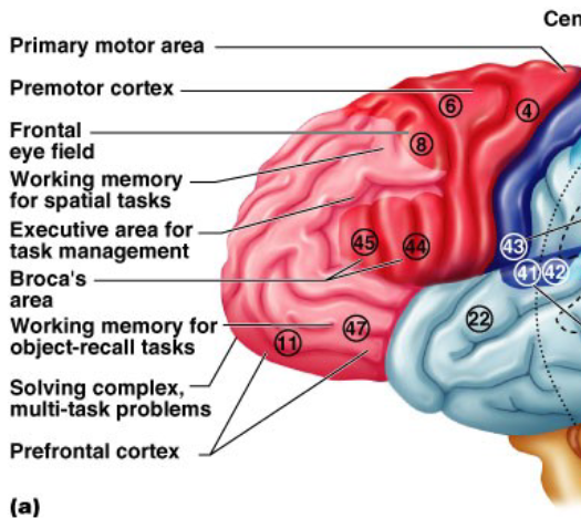 <p>Frontal Lobe</p>