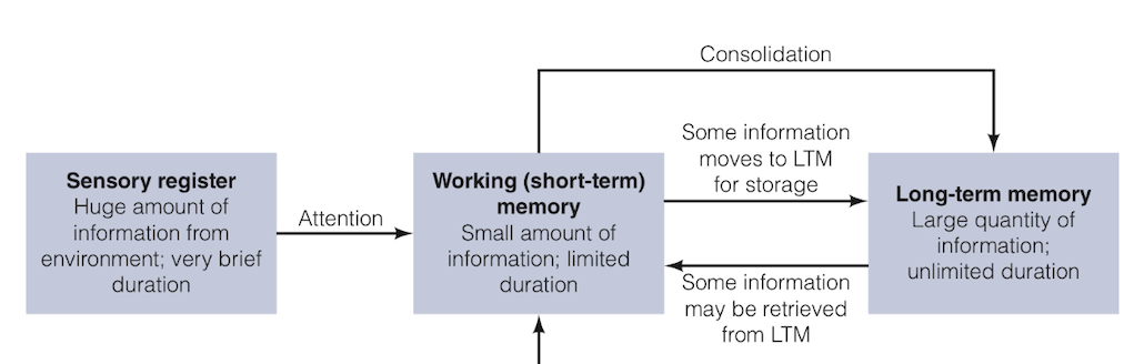 <ul><li><p>model shows that info needs to be <strong>encoded</strong> into system and cannot be remembered if info is never encoded</p></li><li><p>info undergoes <strong>consolidation</strong>, a process that stabilises and organises new info to facilitate long term storage </p></li><li><p>info that moves to LTM for <strong>storage</strong> can fade without consolidation </p></li><li><p><strong>retrieval</strong> (process of getting info when needed) can be accomplished in several ways </p></li></ul><p></p>
