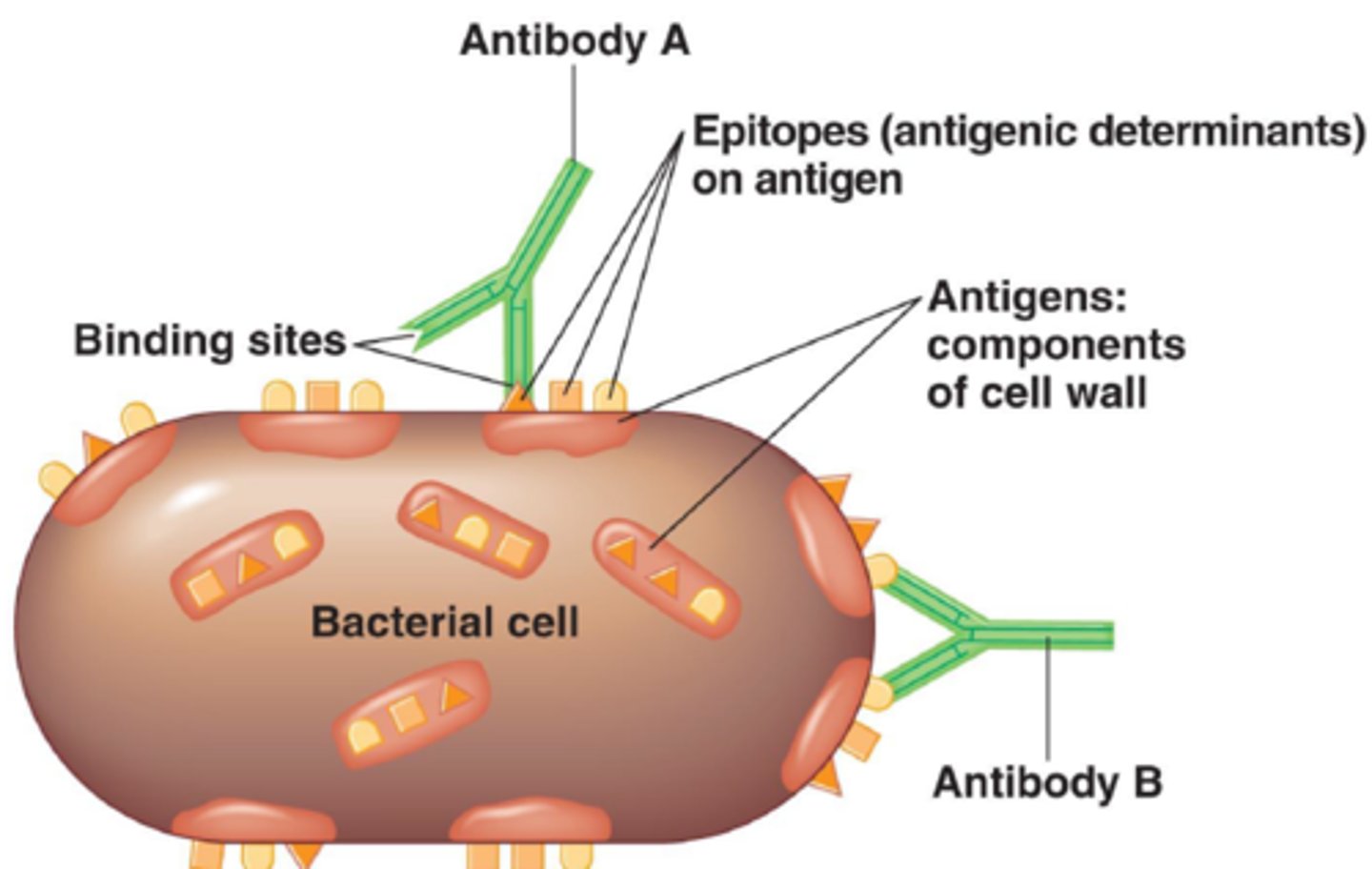 <p>actual portion or fragments of an antigen that react with receptors on B-lymphocytes</p><p>actual portions, and T-lymphocytes</p>