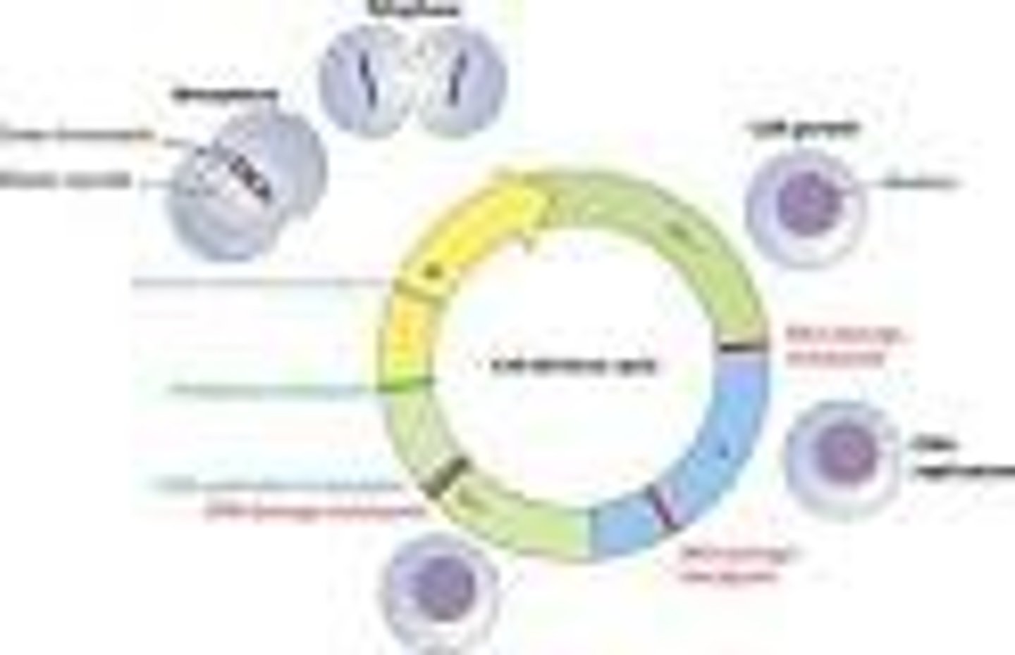 <p>a protein that regulates the cell cycle</p>