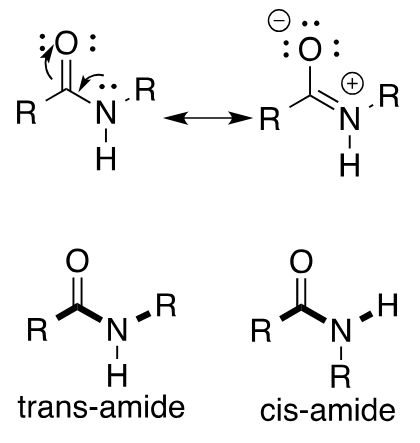 <p>always draw trans (more stable by ~ 8 kJ/mol) UNLESS proven to be cis (Proline residues have ~10% cis conformation)</p>