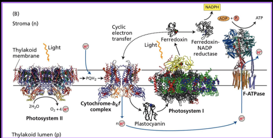 <p>A model that takes place in the thylakoid membrane and is a part of the light dependent reactions. It is the source of electrons for the electron transport chain. The final electron acceptor is NaDH+ which becomes NADPH</p><p></p><p>The products of the s scheme include ATP and NADPH</p>