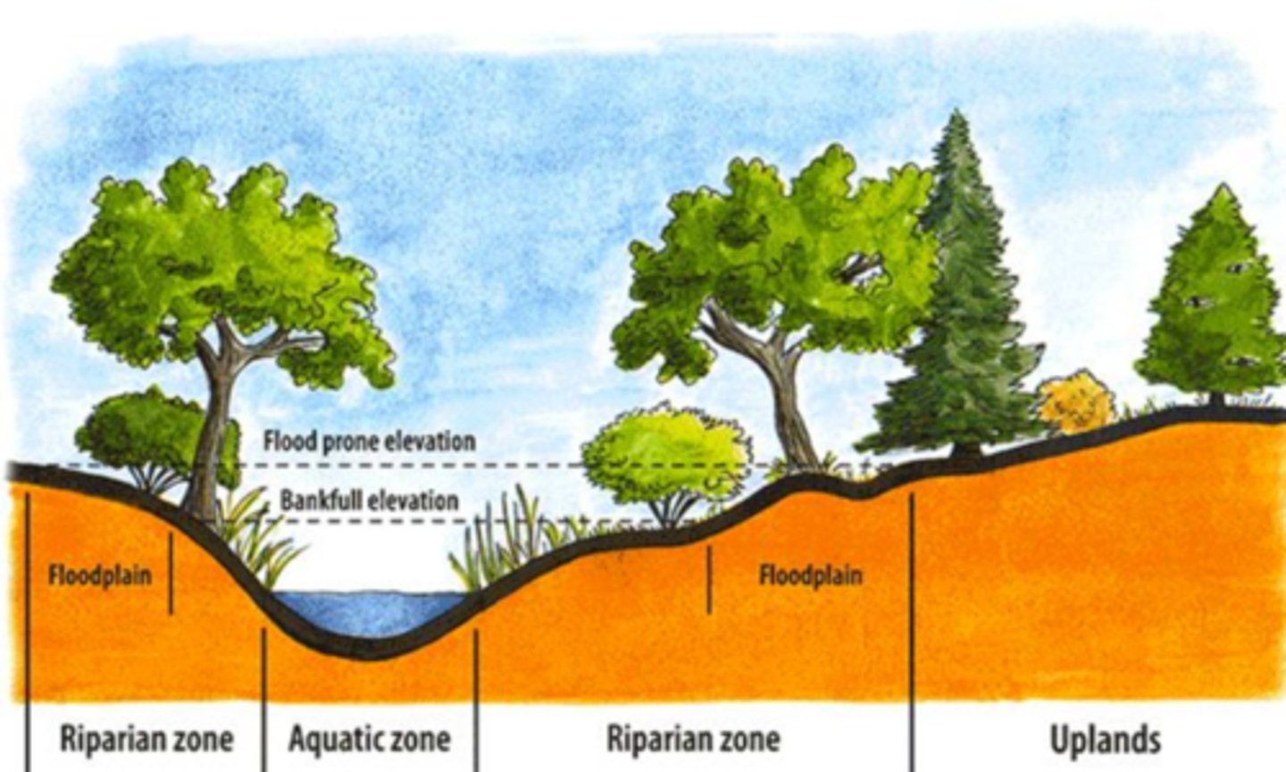 <p>buffers waters from runoff (sediments, chemicals, nutrients)</p>