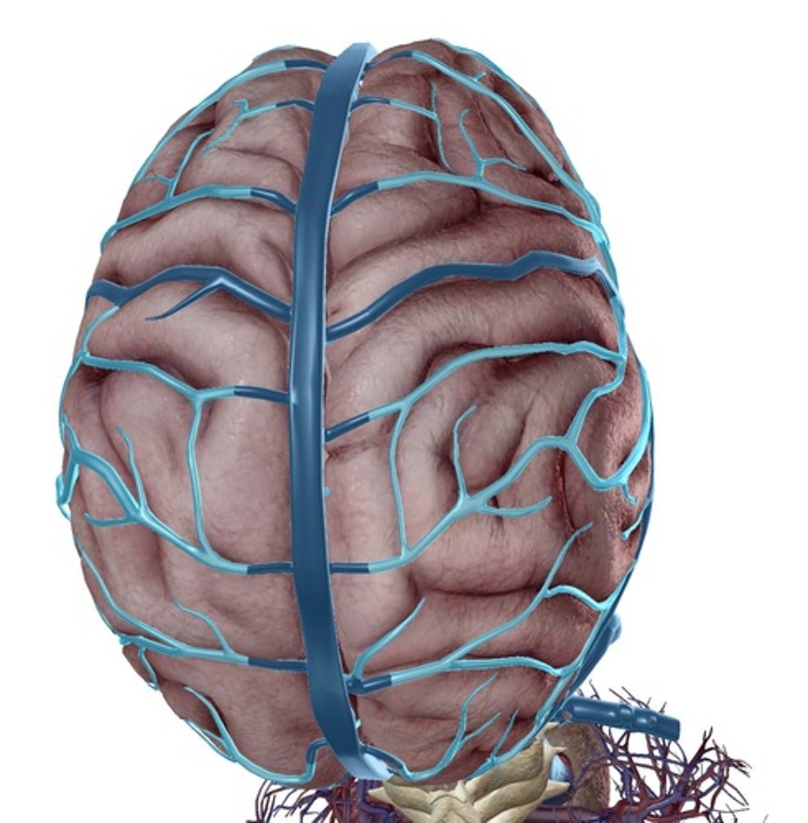 <p>Drainage of the brain</p>