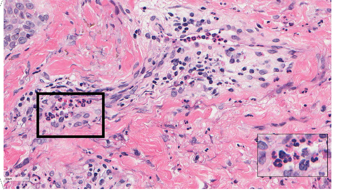 <p>name the biological process shown in this image </p>