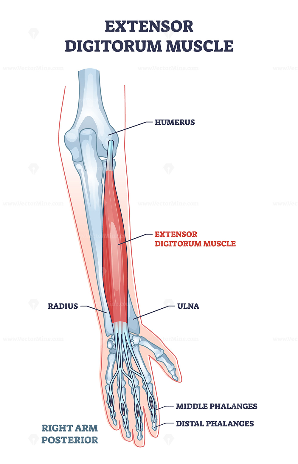 <p>Extensor digitorum</p>