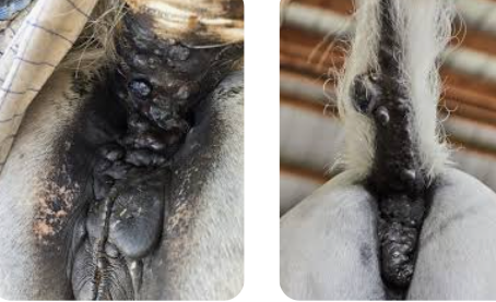 <p><span style="background-color: transparent;"><strong><span>Equine Melanoma</span></strong></span></p>