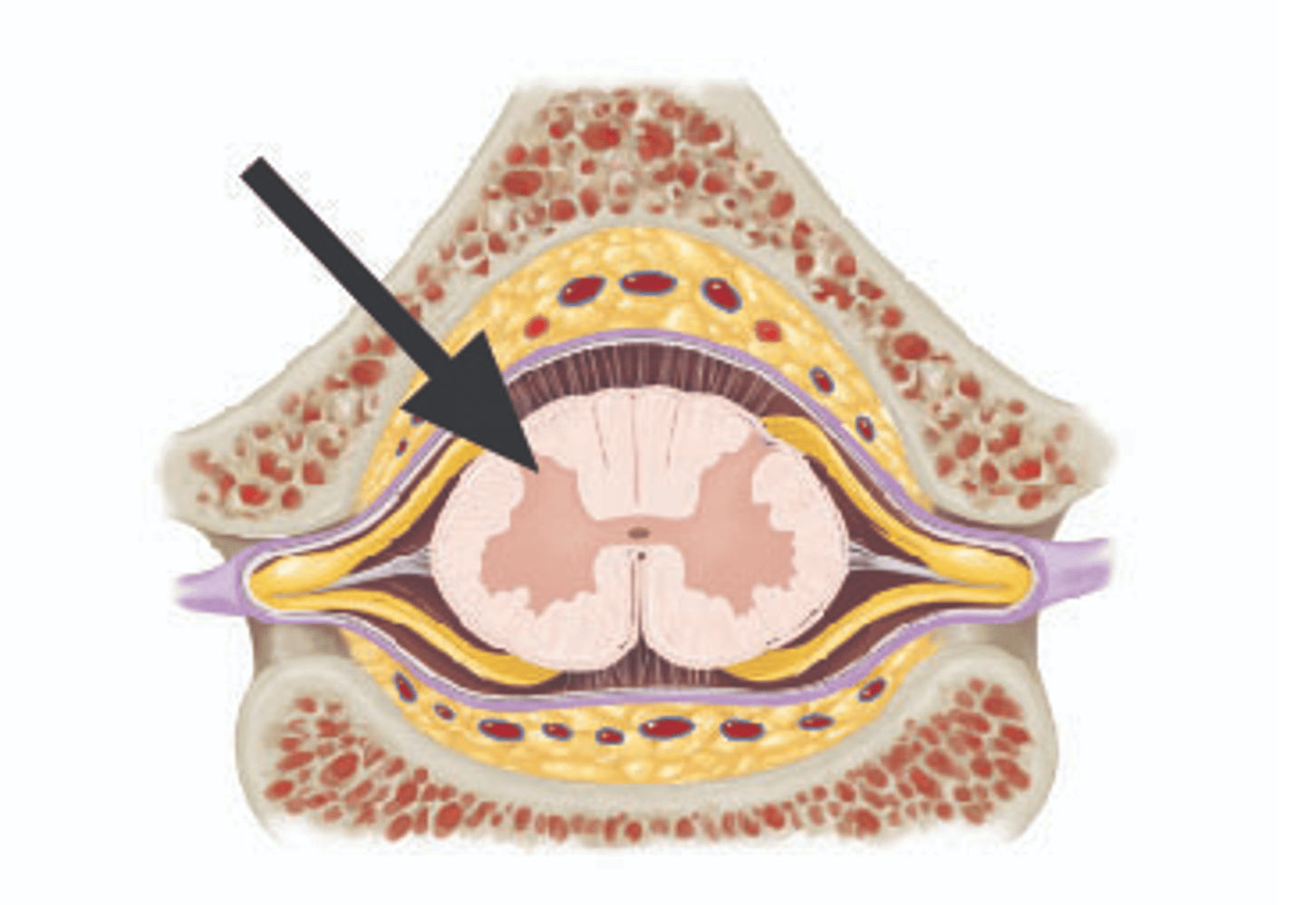 <p>Identify structure.</p>