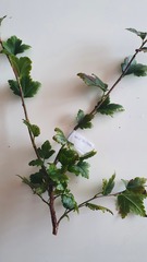 Ribes alpinum