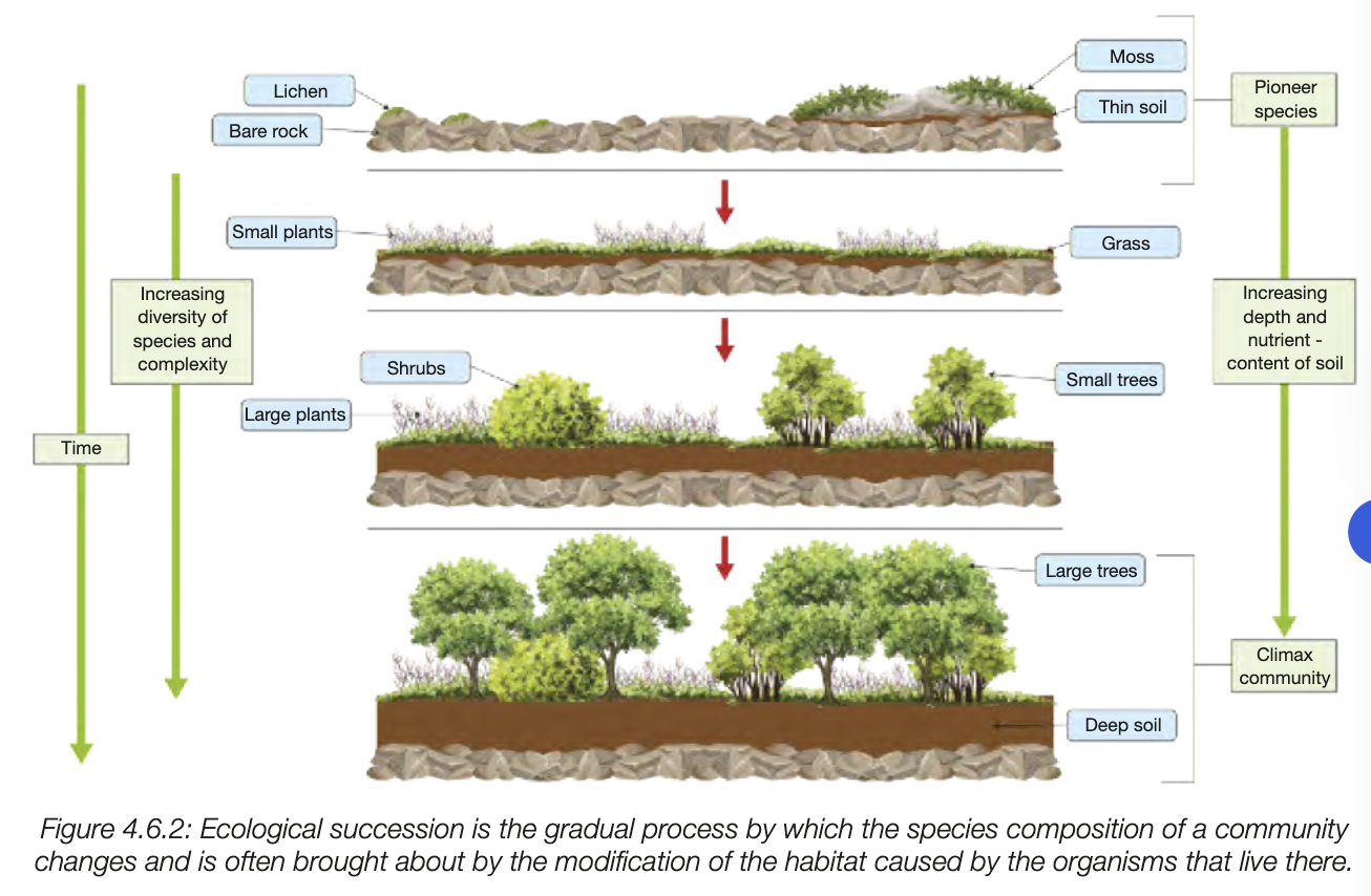 <ul><li><p>occur if abioitic and biotic components oc ecosystem are significantly altered, such as colonisation of new species or natural disaster or humans</p></li><li><p>may change abitioc and biotic components sm that conditions are more suitable for other speicies</p></li><li><p>slowly and permamenyyl changes mix of species in ecosystem</p></li><li><p>unidiractional type of change is ecological succession</p></li></ul><p></p>