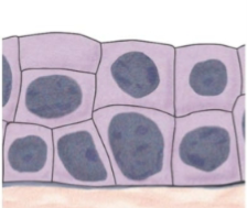 <p>what is this tissue</p>