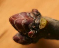 <p><span><strong>Pupeny zaoblené, šupiny v řadách nad sebou</strong></span></p>