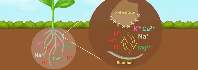 <p>roots use cations such as H+ and release them into the soil so useful cations suchas K+, Ca+, and Mg+ leach into the roots </p>