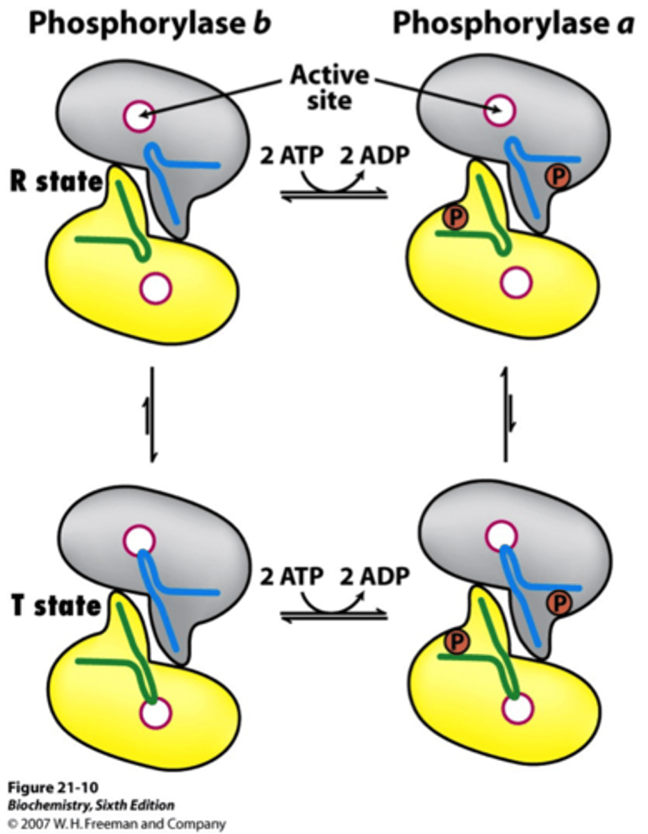 <p>active (a) = phosphorylated = R state</p><p>inactive (b) = unphosphorylated = T state</p>