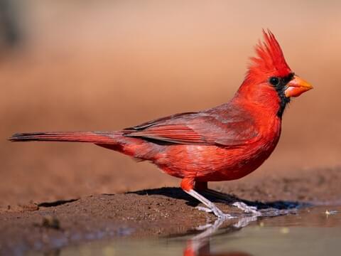 <p>What bird is this?</p>