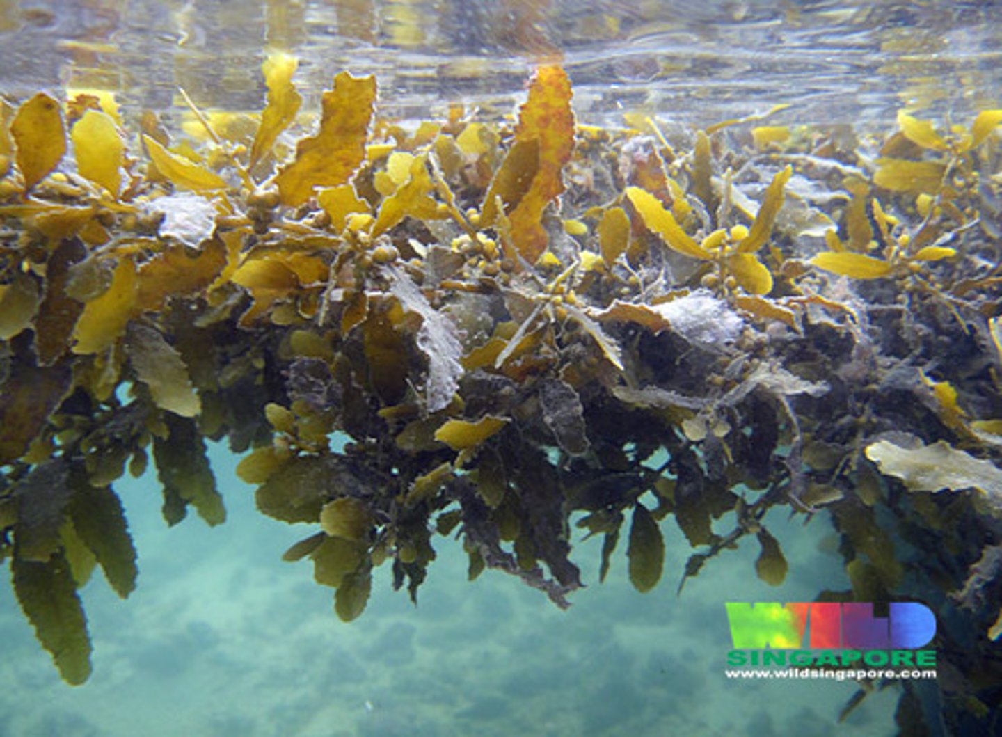 <p>Type of free-floating marine seaweed.</p>