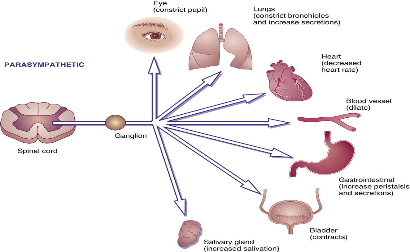 <p>SLUDGE BAM&nbsp;</p><p>Salivation, Lacrimation, Urination, Defecation, GI Upset, Emesis</p><p>Bradycardia</p><p>Abdominal Cramps</p><p>Miosis</p><p></p>