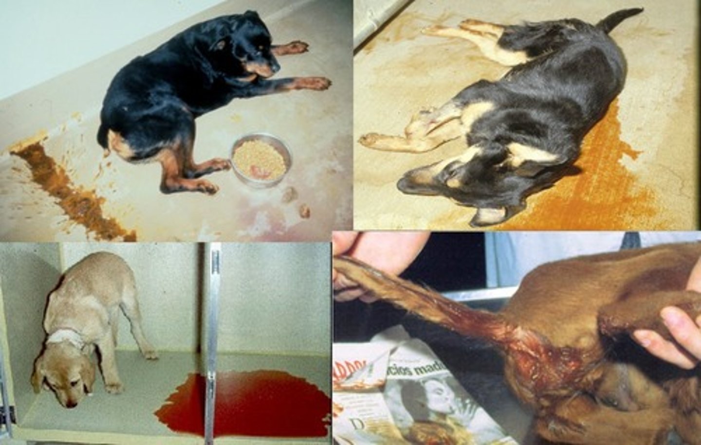 <p>💉 Family: Parvoviridae (Protoparvovirus)</p><p>Disease: Canine Parvoviral Enteritis</p><p>Systems: GI, hematopoietic, cardiac (puppies)</p><p>⚠️ Clinical Signs: Hemorrhagic diarrhoea, vomiting, dehydration, lethargy, leukopenia, myocarditis (puppies)</p><p>🔬Histopathology: Crypt necrosis, villus atrophy, basophilic intranuclear inclusions, myocardial necrosis/fibrosis</p>
