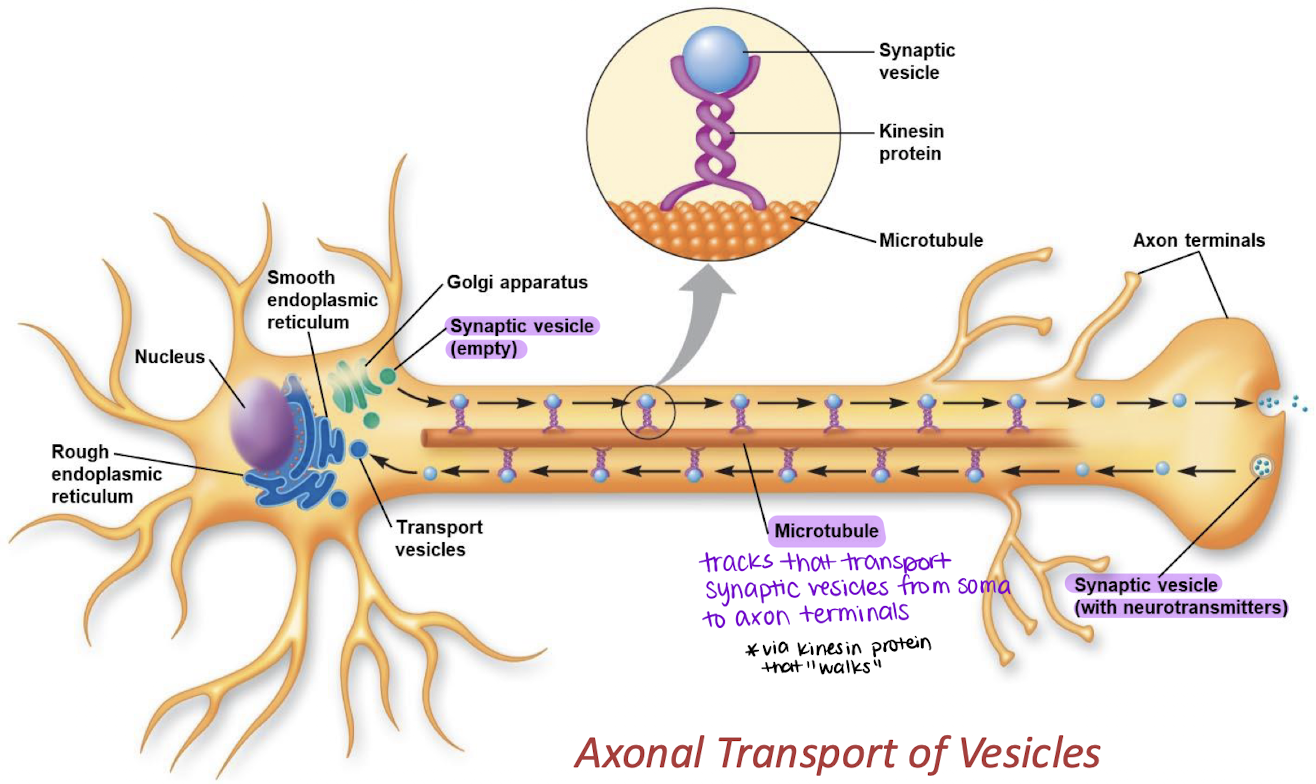 <p>axon</p>