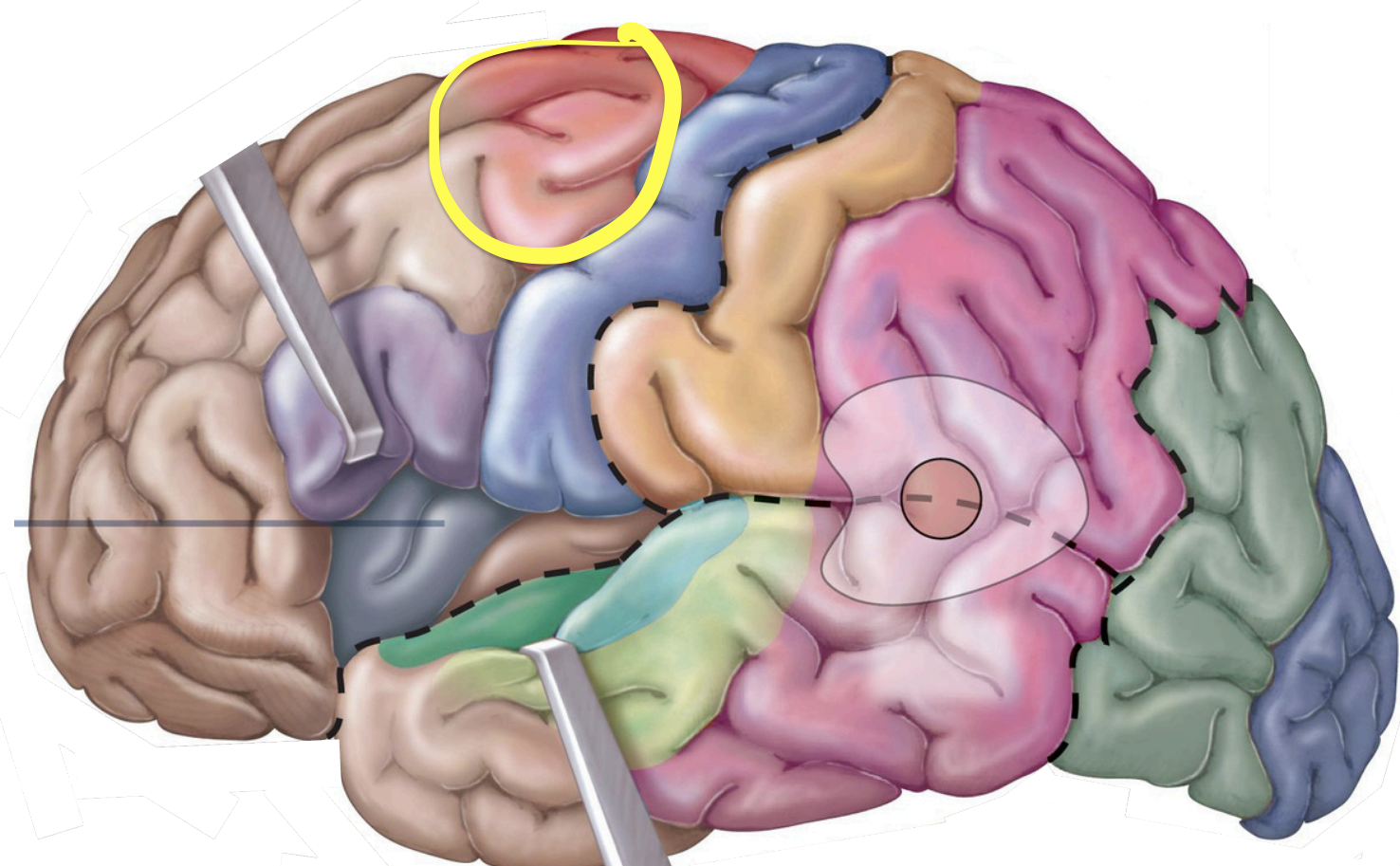 <p>Association areas - <strong>Premotor cortex (somatomotorassociation area)</strong></p>