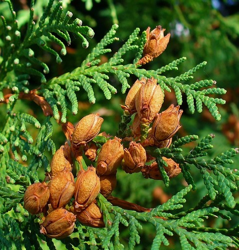 <p>Thuja occidentalis</p>