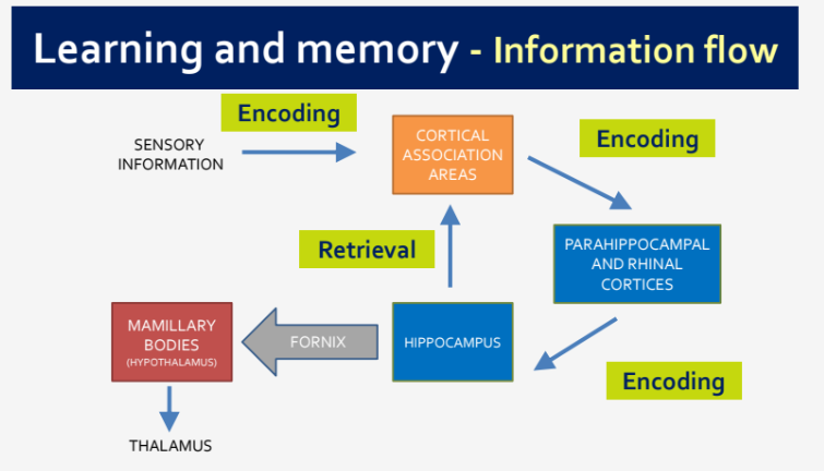 <p>Information flow for learning and memory typically follows the pathway of sensory input to perception, followed by encoding in working memory, storage in long-term memory, and retrieval when needed. </p>