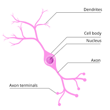 <p>a type of neuron that has two extensions, one axon and one dendrite, which allows for specific communication with other neurons. </p>