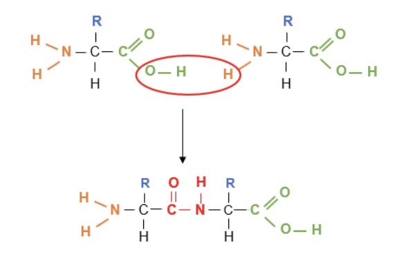 <p>By peptide bonds (-CONH-) which are formed during a condensation reaction, eliminating a molecule of water</p><p>→ 2 amino acids form a dipeptide</p>