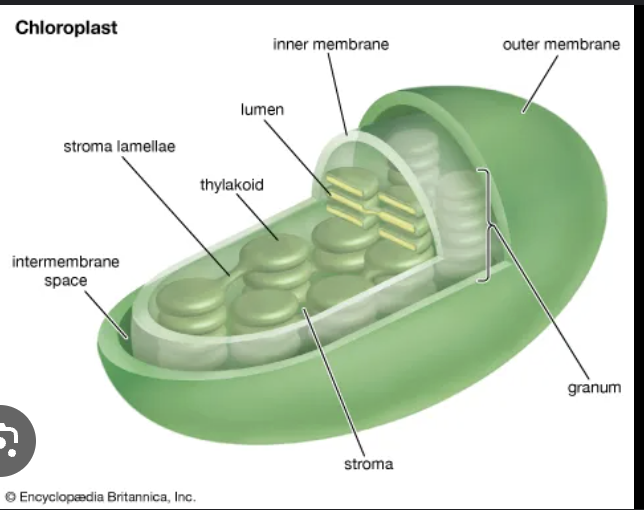 <p>stromal thylakoids</p><ul><li><p>unstacked regions</p></li></ul><p></p>