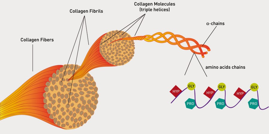 <p>Long, thin insoluble polypeptide chains that form structural components:</p><ul><li><p>e.g. collagen → 3 polypeptide chains that form a triple helix, held together by hydrogen bonds (many triple helices joined together)</p></li></ul><p></p>